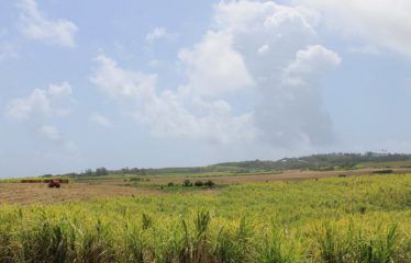 Lands Of Mount Gay, St. Peter/ St. Lucy, Barbados