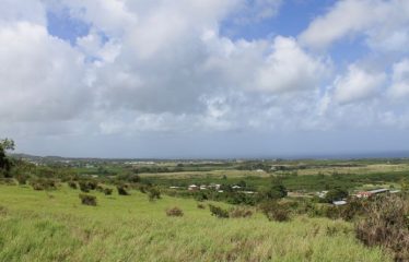 Lands Of Mount Gay, St. Peter/ St. Lucy, Barbados