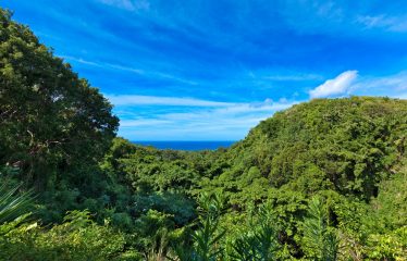 In The Trees, Sion Hill, Turtle Back Ridge, St. James, Barbados