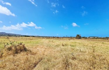 Little Grove, St. Philip, Barbados